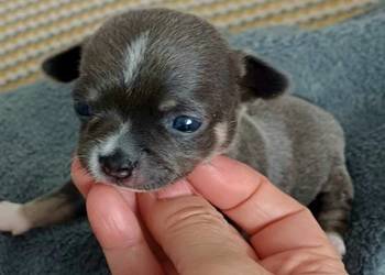 Niebieska  Ziawjskowa Dziewczynka Chihuahua