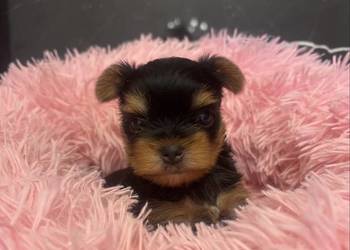 Yorkshire terrier mini
