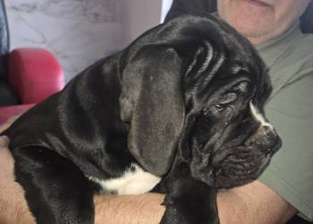 Cane Corso – szczenięta 10 tygodni, czarne, po przeglądach