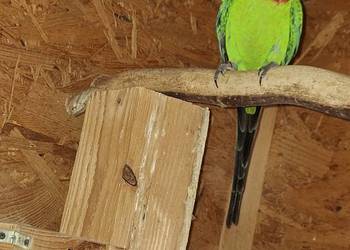 Sprzedam samca barabandy