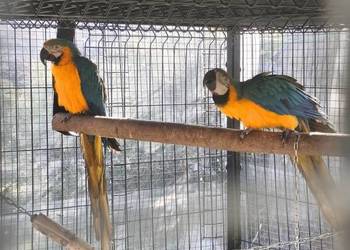 Ary ararauny para 2023 r