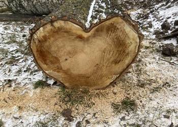 Pień w kształcie serca 75 x 55 x 140