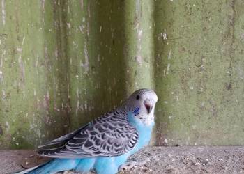 Sprzedam młode papugi faliste