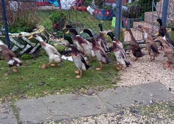 Sprzedam gęsi białe kaczki biegusy 100 do uzg