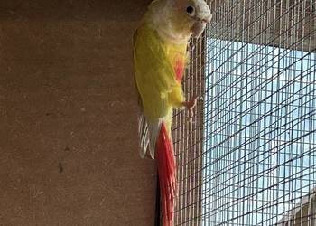 Samica rudosterki 4letnia