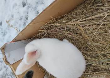 Samica nowozelandzka