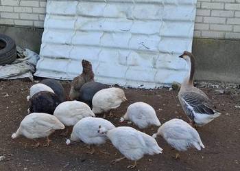 Perliczki samice i samiec