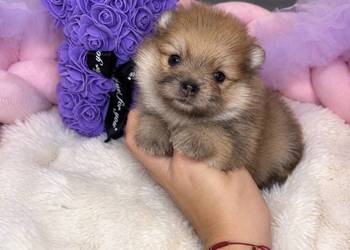 Sunia szpic miniaturowy pomeranian Orange Merle Badania DNA !