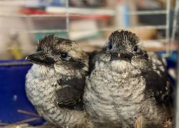 Kukabura chichotliwa ręcznie odkarmiony oswojony samiec