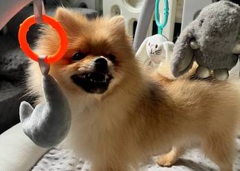 Szpic miniaturowy, Pomeranian - ORANGE