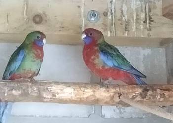 Rozella , rozelle królewskie