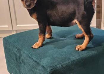 Suczka pinczerek miniaturka