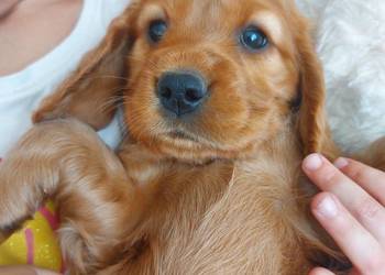 Cocker spaniel angielski złota suczka