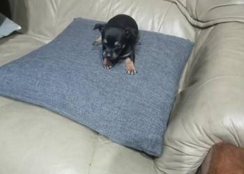 Pinczerek miniaturka suczka