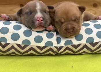 Wyjatkowe American Bully pocket/micro ABKC Show Quality