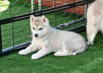 SIBERIAN HUSKY BOY