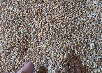 Pszenica Pszenżyto owies łubin Pszenica Pszenżyto owies łubin