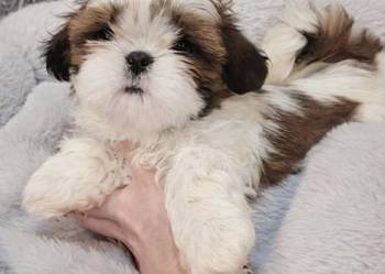 Sunia bialo-czerwona