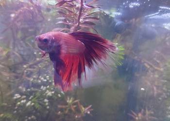 Sprzedam samca bojownika