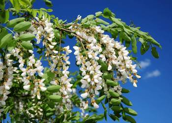 Robinia akacjowa obwód 10-12 cm, z gruntu – HURT