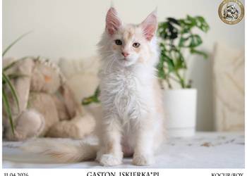 Gaston cudowny przystojniak, kocurek maine coon