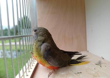 Łąkowka Wspaniała