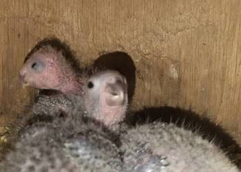 Papugi do wykarmienia