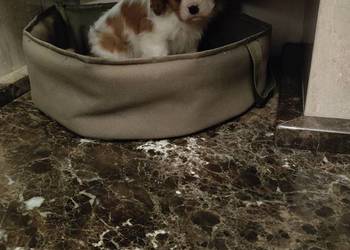 Cavalier King Charles Spaniel