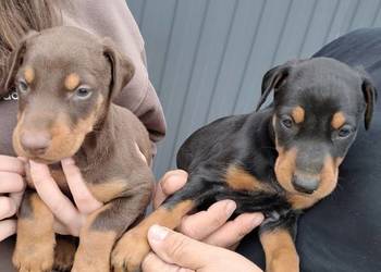 Doberman brązowa suczka