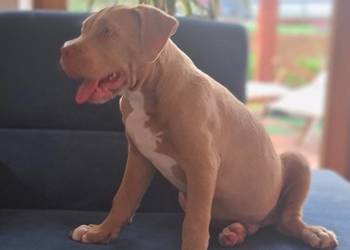 American bully XL