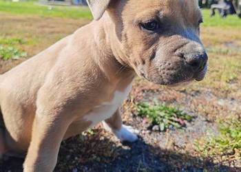 Szczeniak - Amstaff