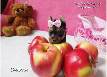 Maleńka suczka York Yorkshire Terrier z Rodowodem i Wyprawką