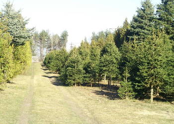 Działka budowlana 36a