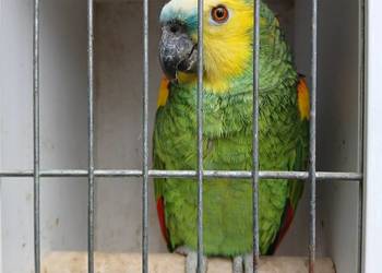 Amazonka niebieskoczelna 2023 samiec