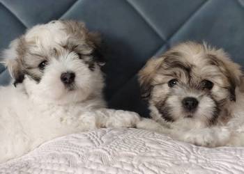 Coton de Tulear szczenięta z rodowodem