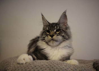 Dwie koteczki maine coon