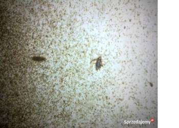 Odpluskwianie mieszkania, Wrocław, cennik