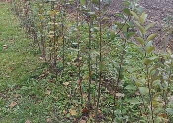 Podkładka dzika jabłoń Podkładka dzika jabłoń