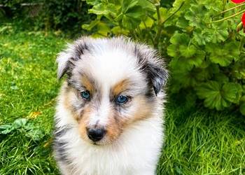owczarek szetlandzki, sheltie, piesek, blue merle, tricolor, ZKwP, FCI