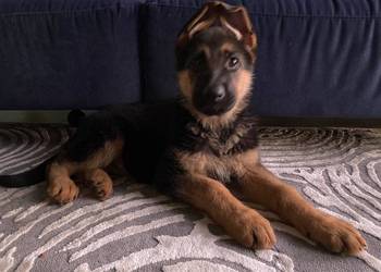 Owczarek niemiecki krótkowłosy szczeniaki