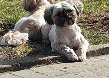 Pies shih tzu