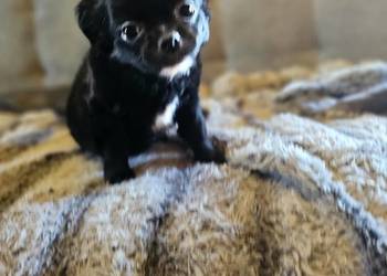 Chihuahua Słodki Blaki szuka nową rodzinkę Rodowód FCI