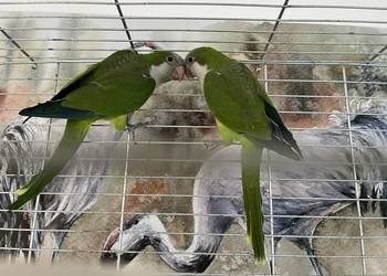 Sprzedam pare mnich nizinnych