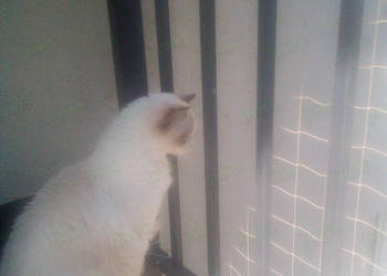 Siatka zabezpieczająca balkon dla kota BEZINWAZYJNY MONTAŻ Warszawa Siatka zabezpieczająca balkon dla kota BEZINWAZYJNY MONTAŻ Warszawa