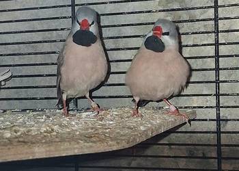 Samce amadyny ostrosterne