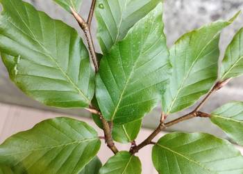 Buk zwyczajny sadzonki w doniczkach Fagus Sylvatica