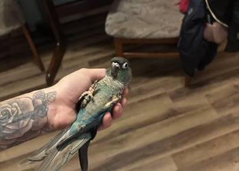 Papuga Rudosterka ręcznie karmiona z tego roku