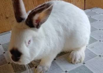 Samiec Kalifornia polecam