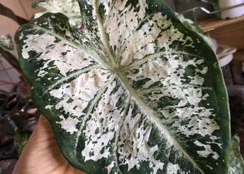 caladium bulwy