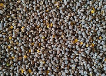 Łubin wąskolistny niebieski gorzki na poplon